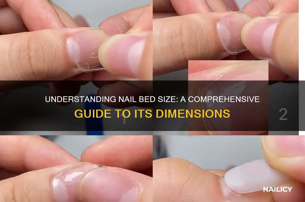 how big is nail bed