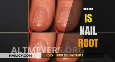Understanding Nail Root Size: A Comprehensive Guide to Its Dimensions