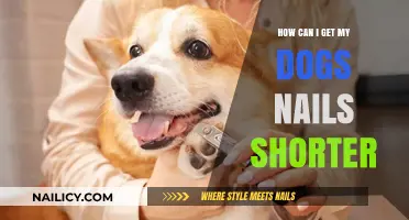 Trimming Tips: How to Safely Shorten Your Dog's Nails