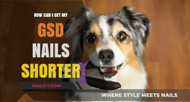 Trimming Troubles: A Guide to Shorter GSD Nails