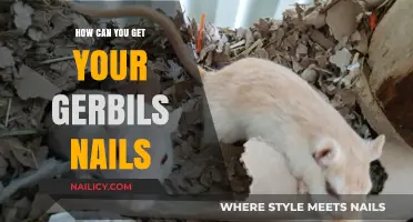 Gerbils' Nail Care: Tips for Trimming and Maintaining Healthy Nails