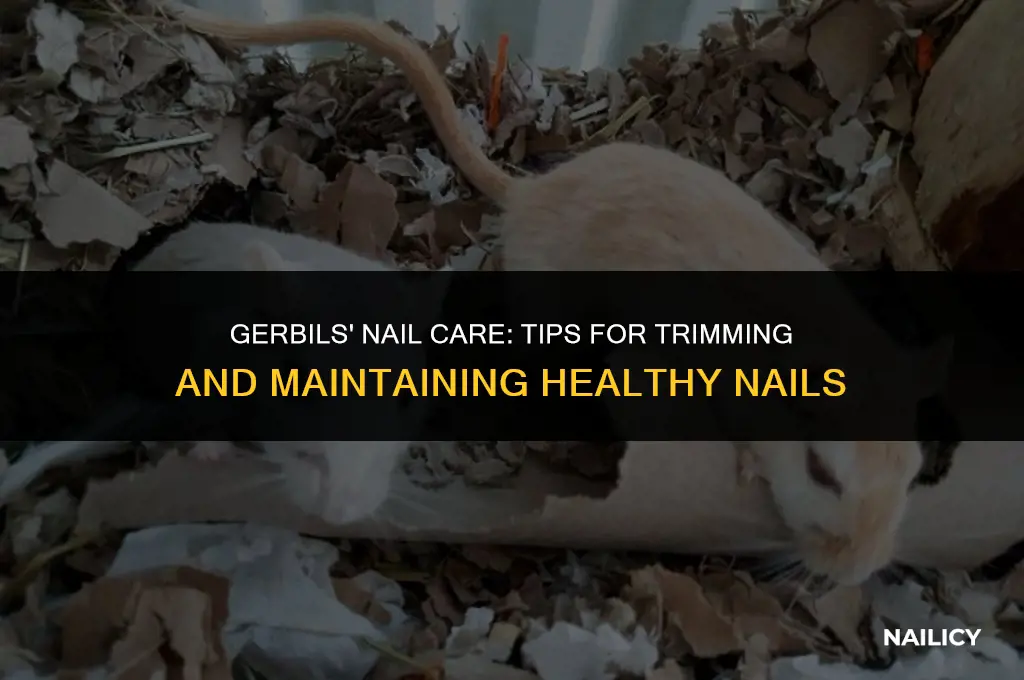 how can you get your gerbils nails