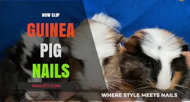 Easy Steps to Safely Trim Your Guinea Pig’s Nails at Home