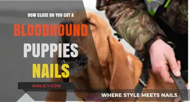 Trimming Your Bloodhound Pup's Nails: A Close Cut Guide