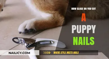 Trimming Puppy Nails: How Close is Too Close?
