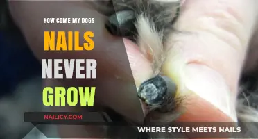 Why Your Dog's Nails Aren't Growing