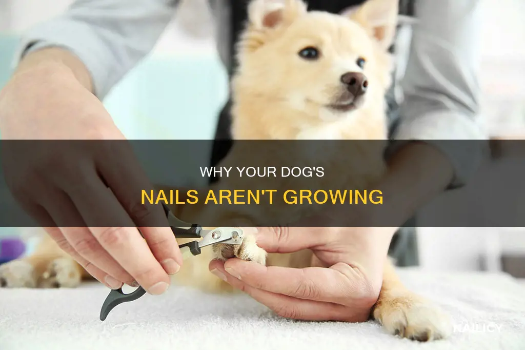 how come my dogs nails never grow