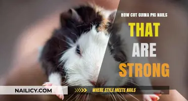 Trimming Strong Guinea Pig Nails: A Step-by-Step Guide