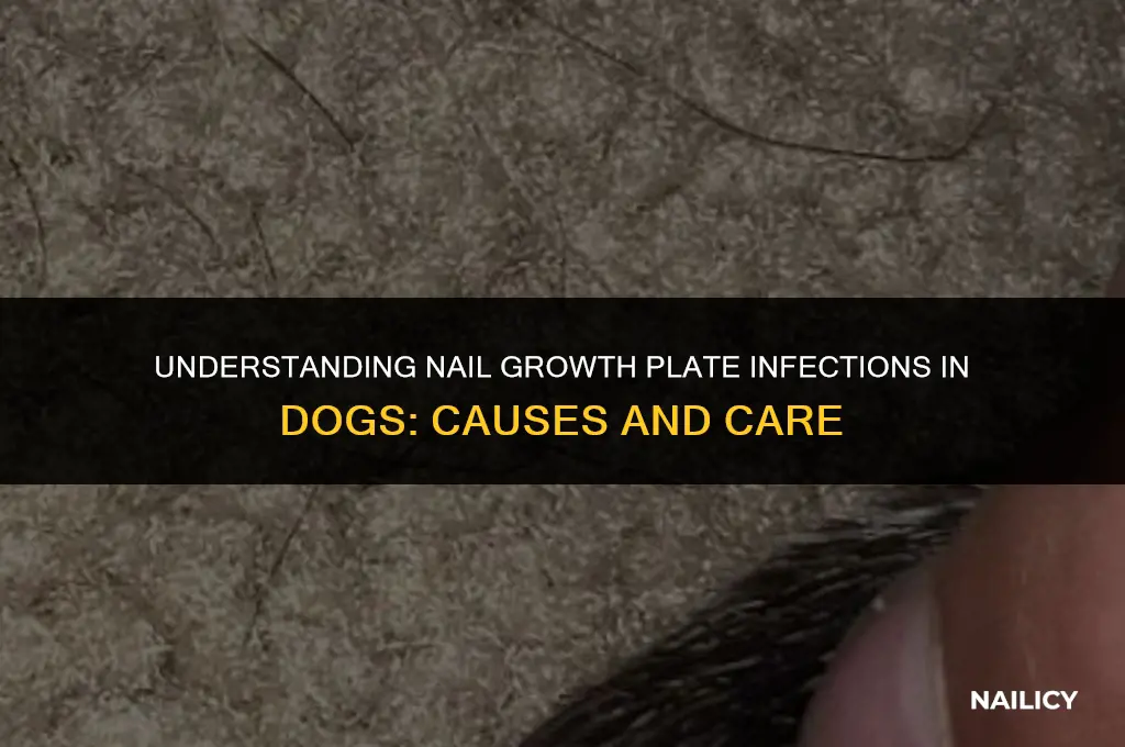 how did my dog get nail growth plate infection