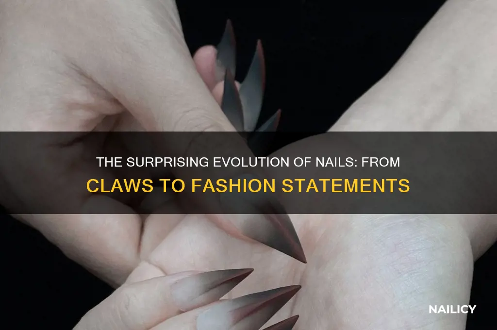 how did nails evolve