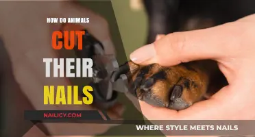 Claw Care: How Animals Trim Their Nails