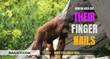 Mastering the Ape's Nail-Clipping Technique: A Wild Adventure