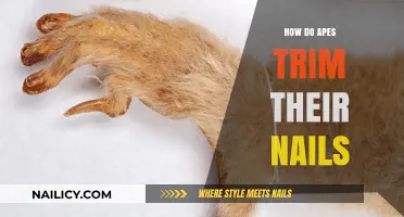 Apes' Nail Trimming: Natural Wear and Tear Explained