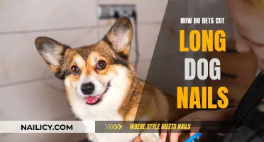 Trimming Long Dog Nails: A Safe Bet