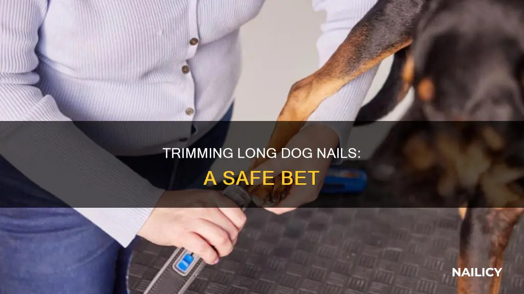 Image showcasing Trimming Long Dog Nails: A Safe Bet | Nailicy