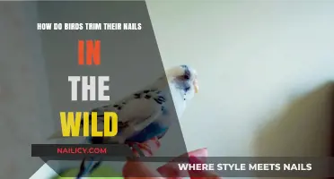 Trimming Nails: Wild Birds' Natural Manicure Secrets