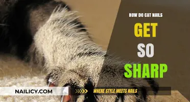 The Razor's Edge: Unveiling the Mystery of Cat Claws' Sharpness
