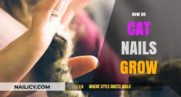 Cat Claw Growth: How Do Feline Nails Develop?