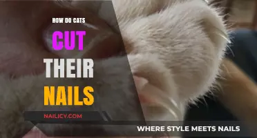 Cats' Nail Care: Trimming Their Claws