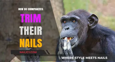 Chimpanzees' Nail Trimming: A Natural, Healthy Habit