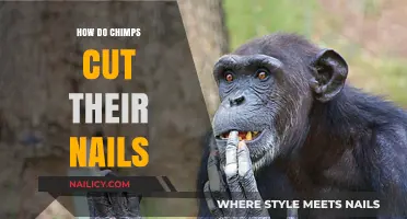 Chimpanzees' Nail Care: A Natural Solution