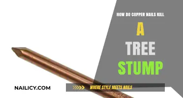 Copper Nails: Effective Method to Kill Tree Stumps Naturally