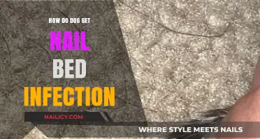 Understanding Canine Nail Bed Infections: Causes and Prevention