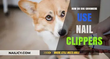 Precision and Care: The Art of Using Nail Clippers in Dog Grooming
