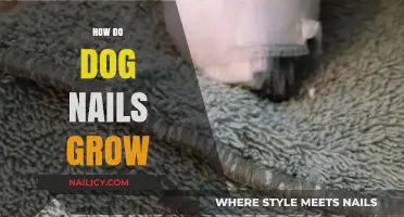 Understanding a Dog's Nail Growth: What You Need to Know