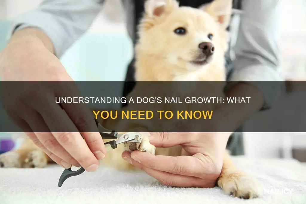 how do dog nails grow
