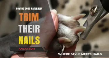 Trimming Nails: Dogs' Natural Habits and Behaviors