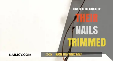 Feral Cats' Natural Nail Trimming Solutions