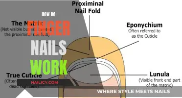 The Science of Fingernails: How Do They Work?
