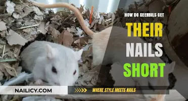 Natural Nail Care: How Gerbils Keep Their Claws Trim