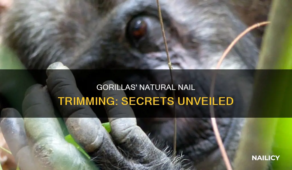 how do gorillas trim their nails