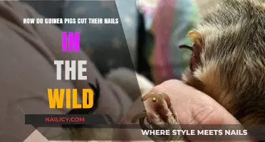 Guinea Pigs' Wild Nail Trimming Solutions