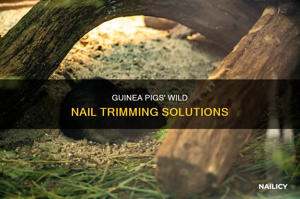 how do guinea pigs cut their nails in the wild