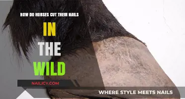 Wild Horses: Self-Trimming Hooves