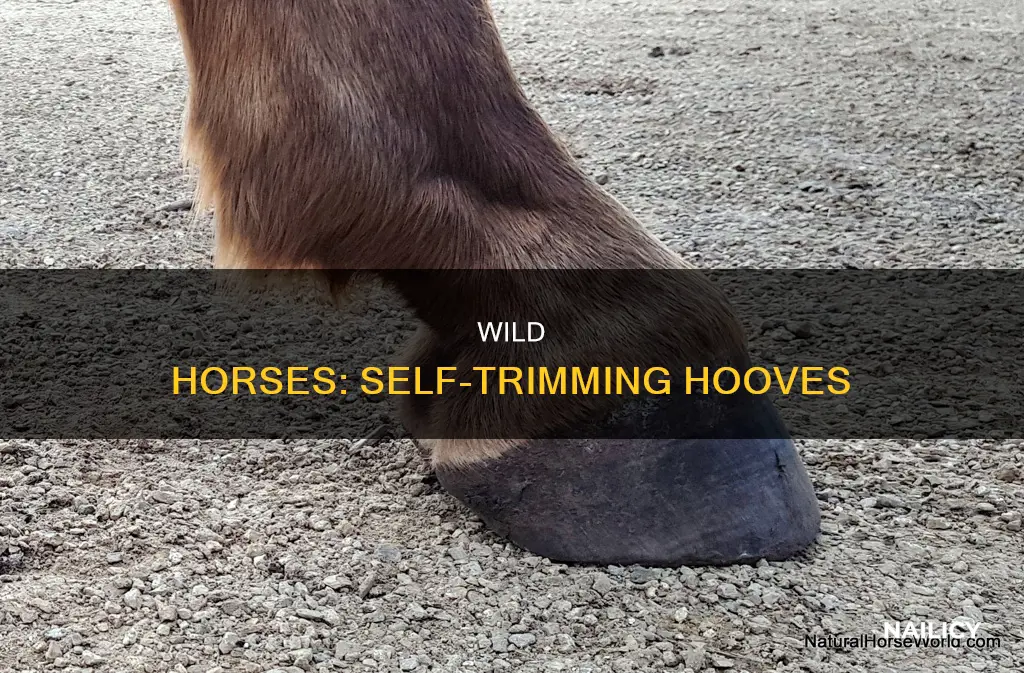 how do horses cut their nails in the wild