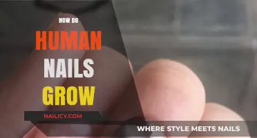 The Intriguing Process of Human Nail Growth