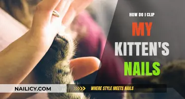 Easy Guide to Safely Clipping Your Kitten's Nails at Home