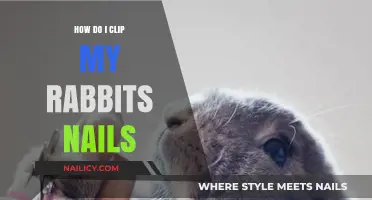 Easy Guide to Safely Clipping Your Rabbit’s Nails at Home