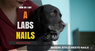 Trimming Your Lab's Nails: A Step-by-Step Guide