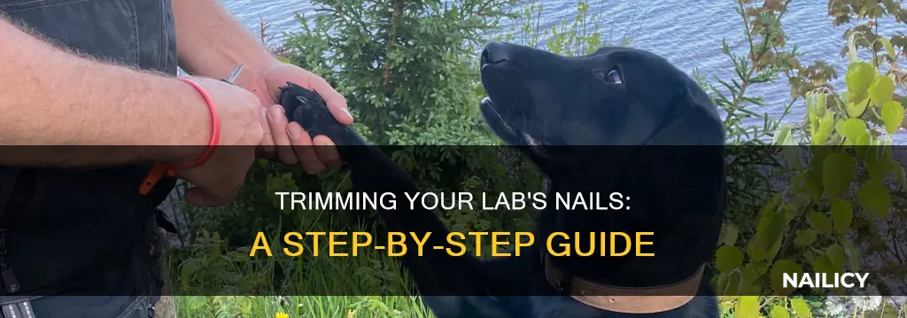 how do i cut a labs nails