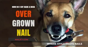 Trimming Your Dog's Nails: A Step-by-Step Guide