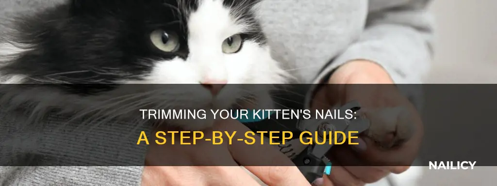how do i cut kitten nails