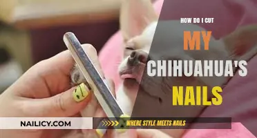 Trimming Your Chihuahua's Nails: A Step-by-Step Guide