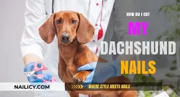 Trimming Your Dachshund's Nails: A Step-by-Step Guide