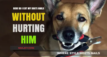 Clipping Dog Nails: A Pain-Free Guide for Owners