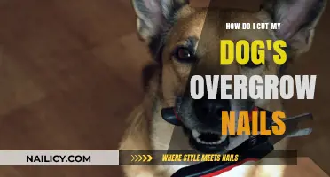 Trimming Your Dog's Nails: A Step-by-Step Guide